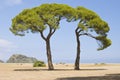 Green Italian pines