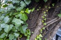 Green ive vine growing up a stoop apartment front garden tree Royalty Free Stock Photo