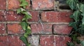 Green ivory on red rustic old brick wall background Royalty Free Stock Photo