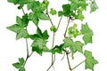 Green ivy Royalty Free Stock Photo