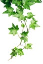 Green ivy Royalty Free Stock Photo