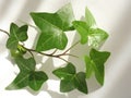 Green ivy Royalty Free Stock Photo