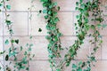 Green Ivy Against A White Brick Wall. Decoration of the facade of the house with plants Royalty Free Stock Photo