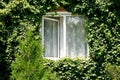 Green ivy around new open window Royalty Free Stock Photo