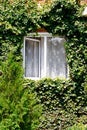 Green ivy around open window in rural house Royalty Free Stock Photo