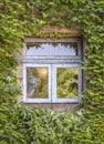 Green ivy around the window Royalty Free Stock Photo