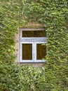 Green ivy around the window Royalty Free Stock Photo
