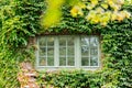 Green ivy around a window of old house. Royalty Free Stock Photo