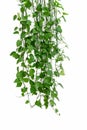 Green ivy arum on white wall Royalty Free Stock Photo