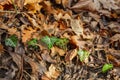 Green ivy in the autumn forest among the fallen leaves. Natural green-yellow background