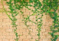 Green ivy on the brick wall Royalty Free Stock Photo