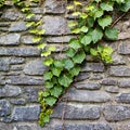 Green ivy climbing on a stone wall. Natural background texture. AI-generated image