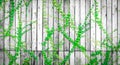 Green ivy climbing on wood fence. Creeper plant on gray and white wooden wall of house. Ivy vine growing on wood panel. Vintage Royalty Free Stock Photo