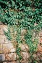 Green ivy climbs the old stone wall. Close-up Royalty Free Stock Photo