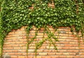 Green ivy cloaked old red brick wall Royalty Free Stock Photo