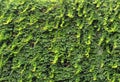 Green ivy cloaked wall