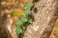 Green ivy crawling on the tree trunk Royalty Free Stock Photo