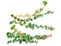 Green ivy creeper branches isolated on white background