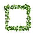 Green ivy creeper plant square wreath isolated on white background. Hedera vine botanical frame design element. Vector