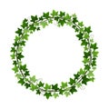 Green ivy creeper plant wreath isolated on white background. Hedera vine botanical round frame design element. Vector