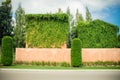 Green ivy or creepers covered on clay wall.