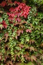 Green Ivy creepers on vertical fall leafs Royalty Free Stock Photo