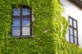 The green ivy curls round a window Royalty Free Stock Photo