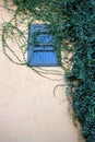 The green ivy curls round a window Royalty Free Stock Photo