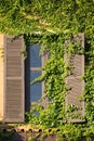 The green ivy curls round a window Royalty Free Stock Photo