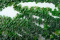 Green ivy eco wall. Closeup green creeping plant climbing on white concrete pole. Green leaves texture background. Green leaves of Royalty Free Stock Photo