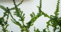 Green ivy eco wall. Closeup green creeping plant climbing on white concrete pole. Green leaves texture background. Green leaves of Royalty Free Stock Photo