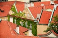 Green ivy enveloped the old building of old Prague