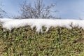 Green ivy fence covered with snow frosty pattern with sky Royalty Free Stock Photo