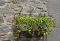 Green ivy in flower pot hanging on stone background, Royalty Free Stock Photo
