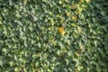 Green ivy foliage Hedera helix on a wall Royalty Free Stock Photo