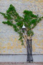 Green ivy in the form of trees stretches along a brick wall, street lamp