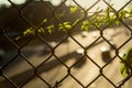 Parthenocissus grows on a grid above the highway. Royalty Free Stock Photo