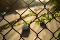 Parthenocissus grows on a grid above the highway. Royalty Free Stock Photo