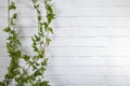 Green ivy hanging from a white brick wall creating negative space Royalty Free Stock Photo