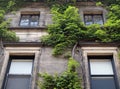 Green ivy growing on a apartment building Royalty Free Stock Photo