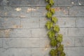 Green Ivy Growing On Gray Brick Wall. Abstract Background. Masonry Overgrown With Plant