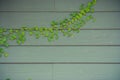 Green ivy growth on wooden wall at outside building. Royalty Free Stock Photo