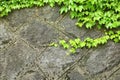 Green ivy on the grunge old wall, old wall overgrown with ivy Royalty Free Stock Photo