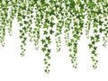 Green ivy. Hanging from above creepers with leaves, lush climbing plants garden decoration wall, website banner vector