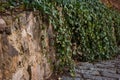 Green ivy hanging on the old stone wall Royalty Free Stock Photo