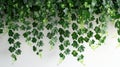 Green Ivy Hanging From White Wall Royalty Free Stock Photo