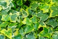 Green ivy Hedera Helix Goldchild carpet. Original close-up texture of natural greenery hedera helix Royalty Free Stock Photo