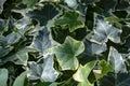 Green ivy Hedera helix Goldchild carpet. Original texture of natural greenery. Background of elegant leaves. Royalty Free Stock Photo