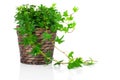 Green Ivy (Hedera helix) in pot Royalty Free Stock Photo