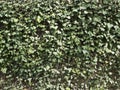 Green ivy hides wall. Natural background texture.